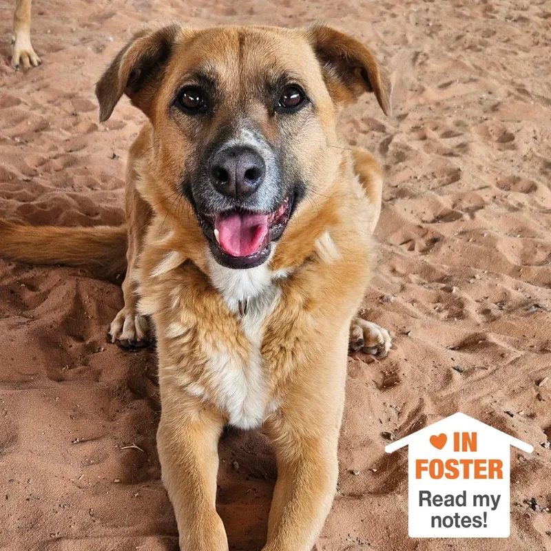 Marmoset thumbnail 4