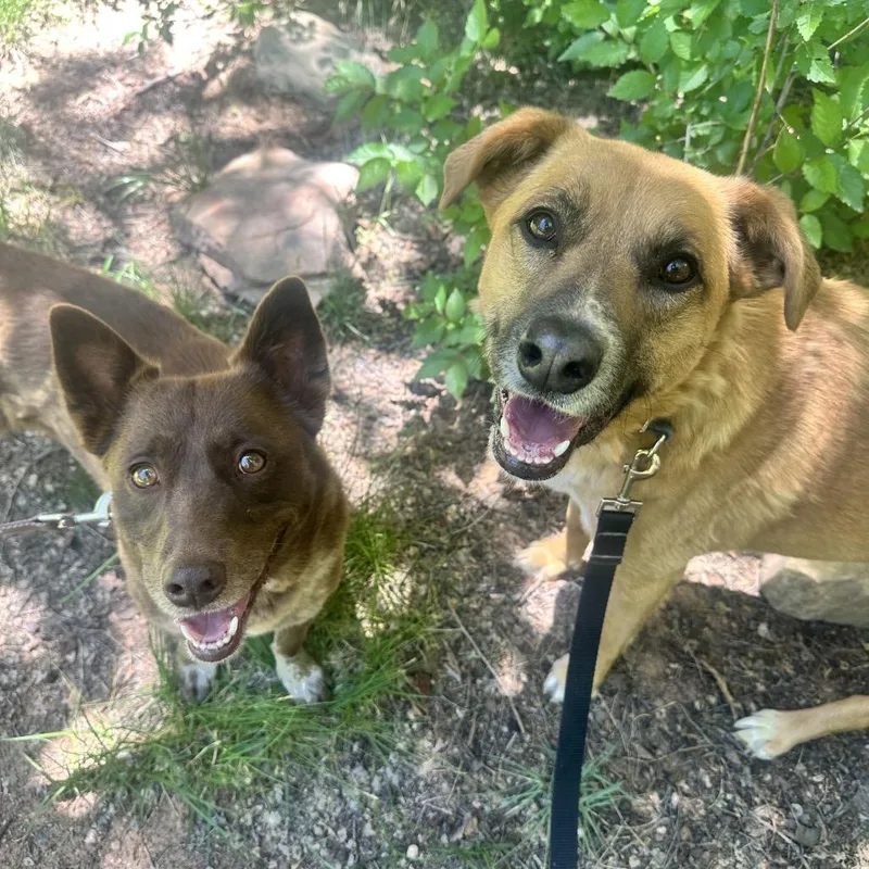 Marmoset thumbnail 5