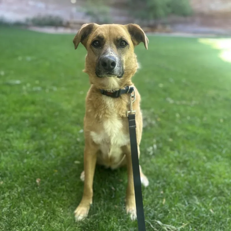 Marmoset thumbnail 6