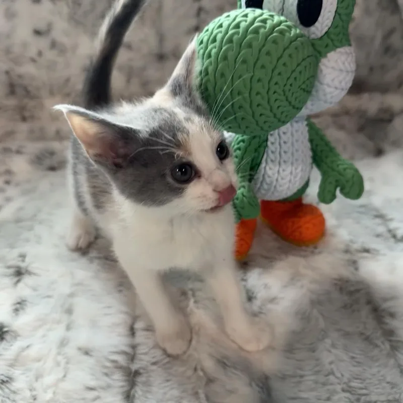 Yoshi