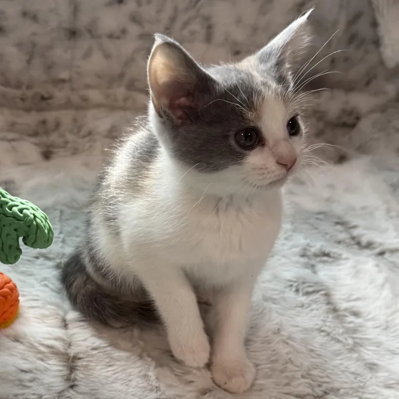 Yoshi thumbnail 2