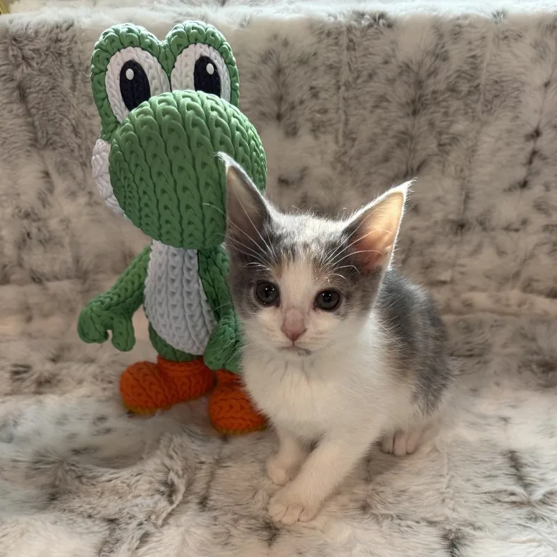 Yoshi thumbnail 3