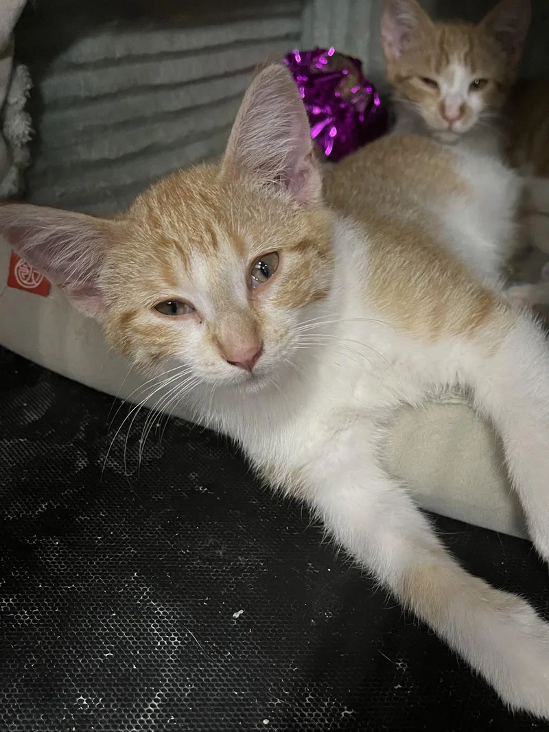 A young medium-sized female Orange & White Domestic Short Hair cat named Sally for adoption in Zimmerman, MN
