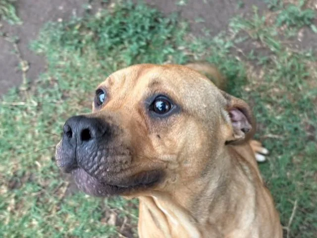 A young large-sized male Pit Bull Terrier dog named Butter Ball for adoption in Tulsa, OK