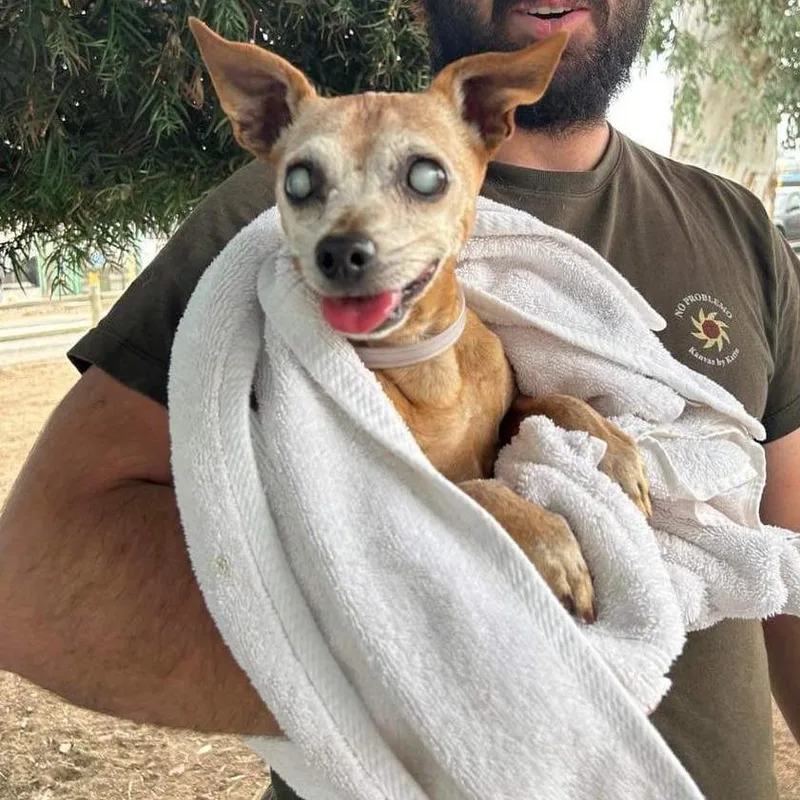A senior small-sized male Yellow / Tan / Blond / Fawn Chihuahua dog named Julio for adoption in Apple Valley, CA