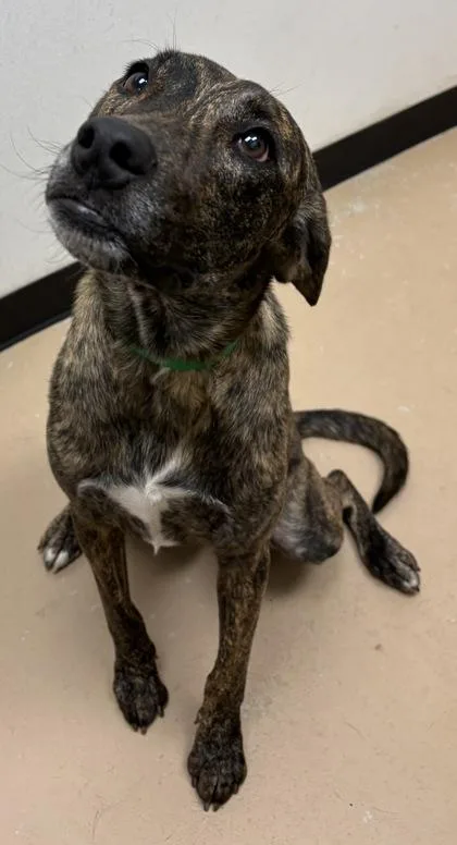 Loki