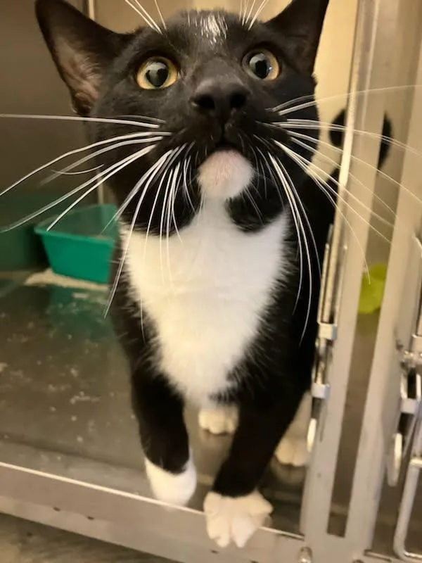A young medium-sized male Tuxedo cat named Ty for adoption in Brockton, MA