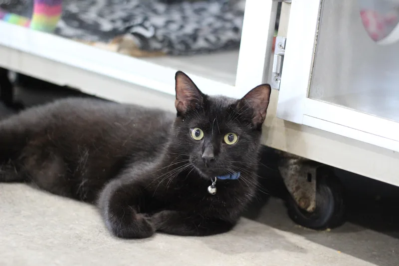 An adult medium-sized male Black Domestic Short Hair cat named Dracula for adoption in Ottumwa, IA