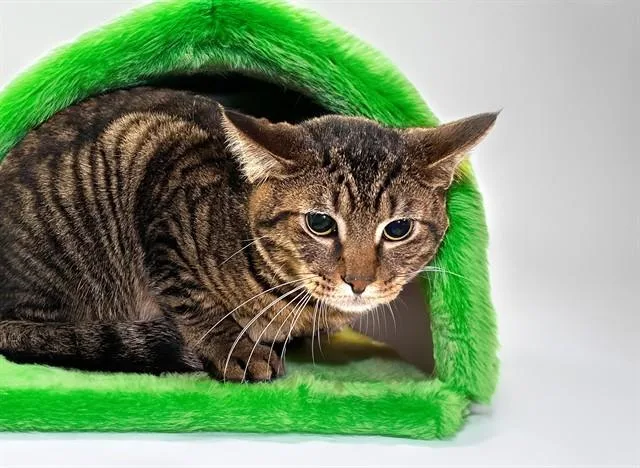 A young medium-sized male Domestic Short Hair cat named Luther for adoption in Fort Lauderdale, FL
