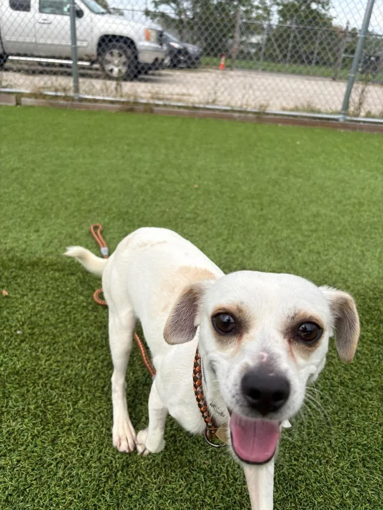 A young small-sized male Mixed Breed dog named Copper for adoption in Detroit, MI