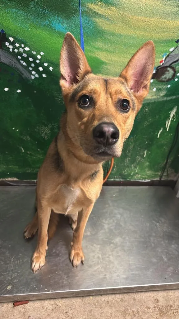 A young medium-sized female Shepherd dog named Yam for adoption in New Braunfels, TX