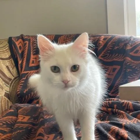 A baby medium-sized female White Domestic Medium Hair cat named Myrtle for adoption in Hudsonville, MI