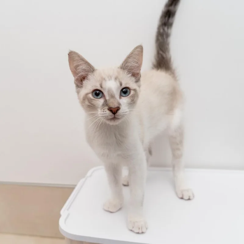 A baby small-sized male Cream / Ivory Domestic Short Hair cat named Donnie Yen for adoption in New York, NY