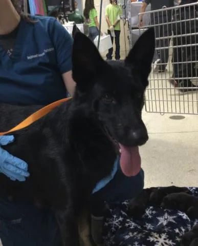 A young large-sized female German Shepherd Dog dog named Winnie for adoption in Riverside, CA