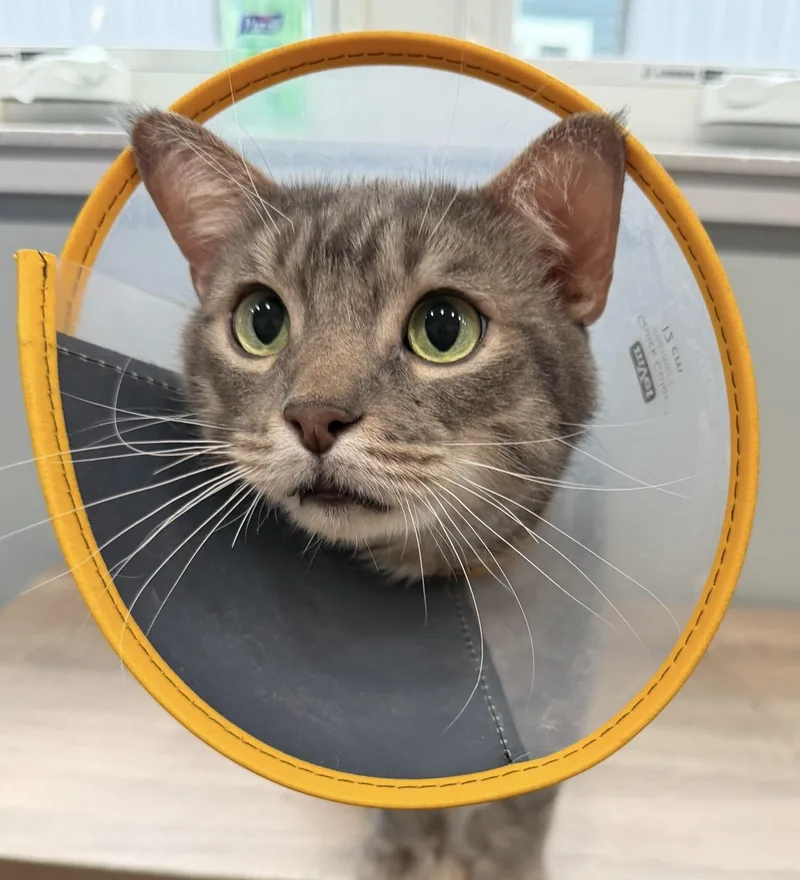 A young medium-sized male Domestic Short Hair cat named Trout for adoption in Sault Sainte Marie, MI