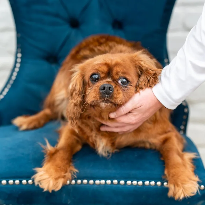 An adult small-sized female Cavalier King Charles Spaniel dog named Pearl for adoption in Zionsville, IN