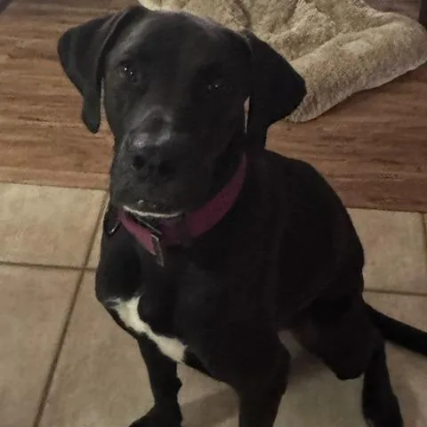 An adult large-sized male Black Labrador Retriever dog named Hank for adoption in Floresville, TX
