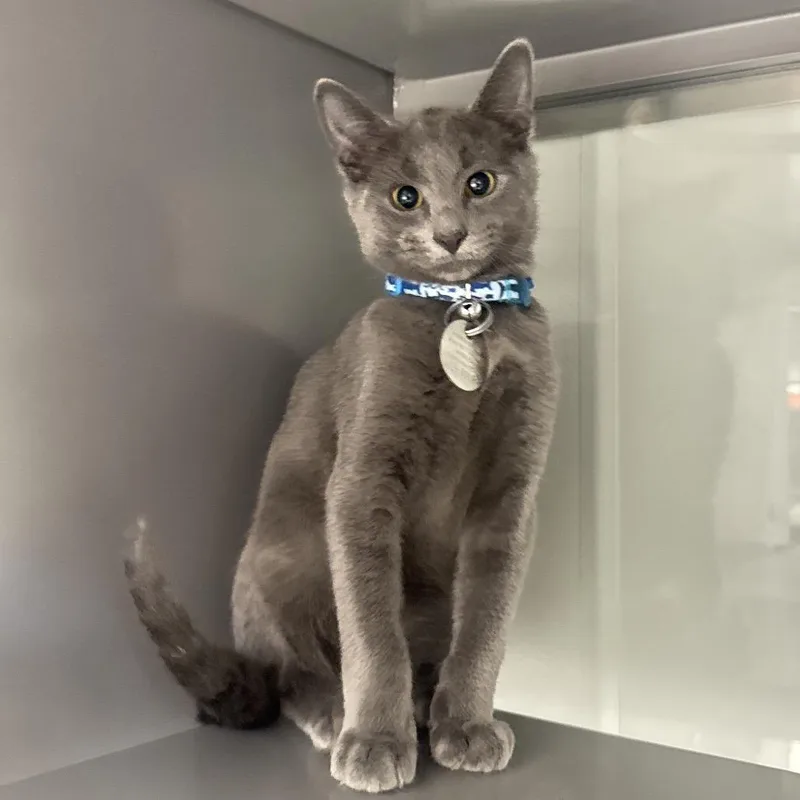 A baby small-sized male Orange / Red Domestic Short Hair cat named NCR Moonshine for adoption in Port Washington, NY