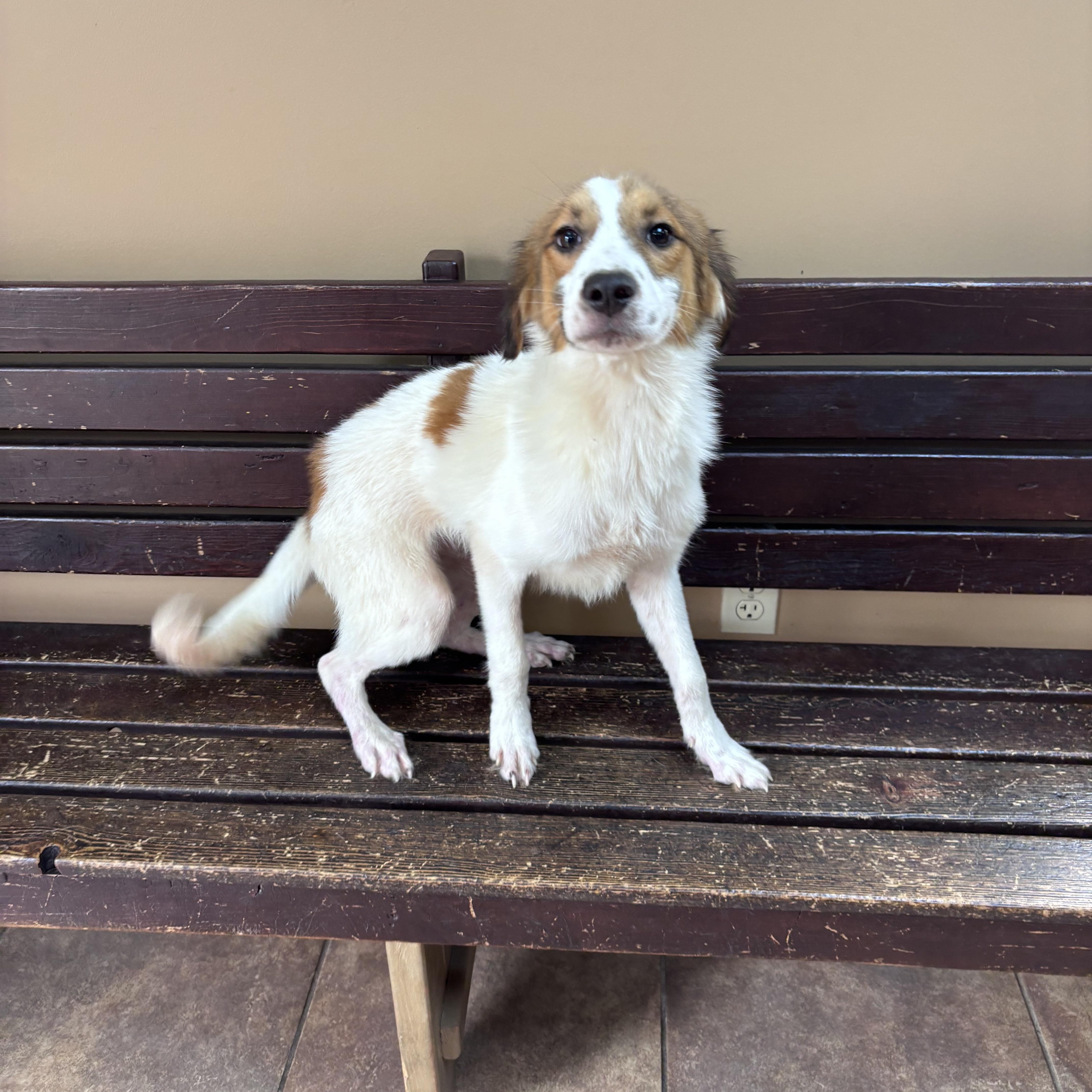 A young medium-sized male Brown / Chocolate Australian Shepherd dog named Baguette for adoption in Watertown, CT