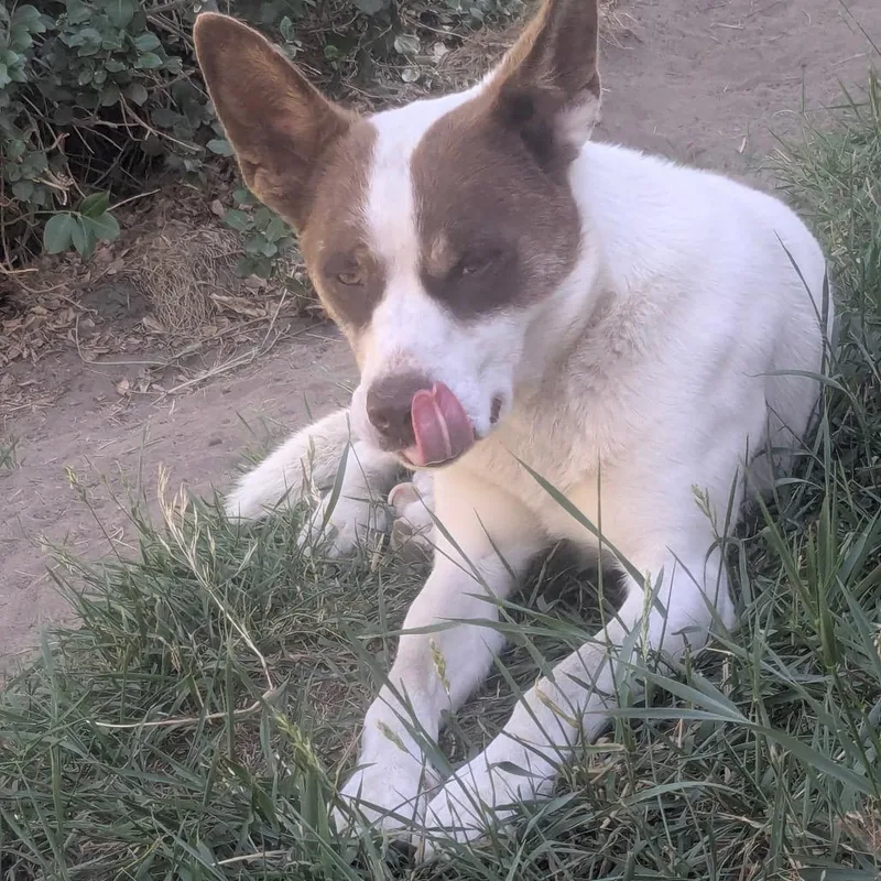 Finn