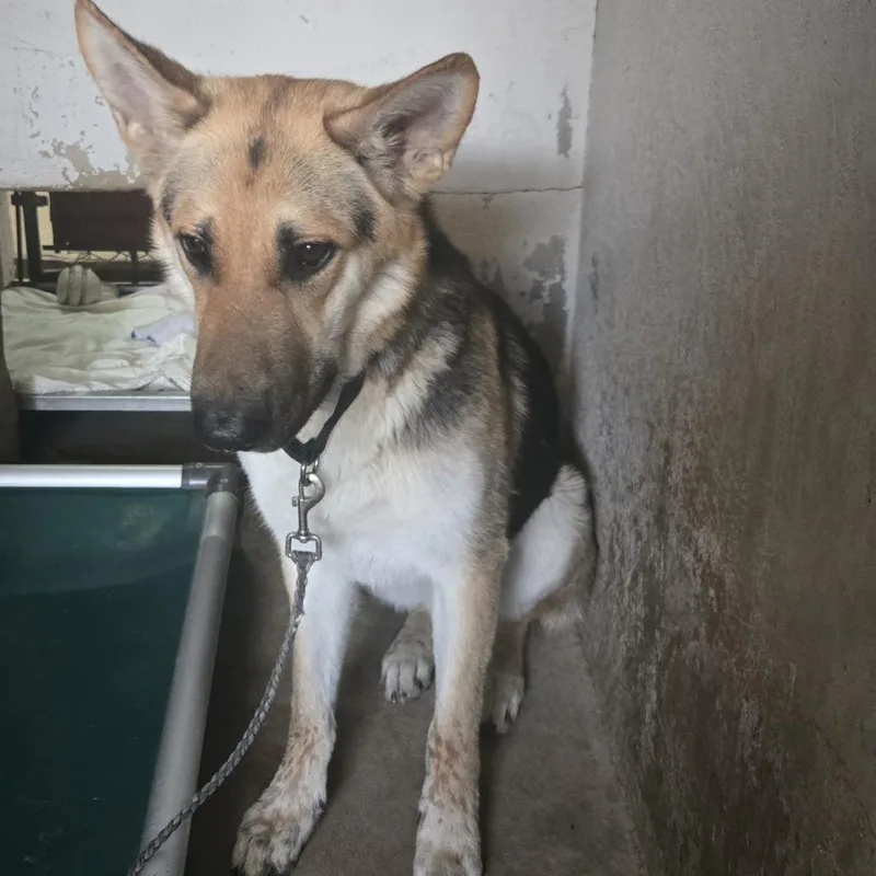 An adult large-sized male Yellow / Tan / Blond / Fawn Shepherd dog named Master Chief for adoption in Austin, TX