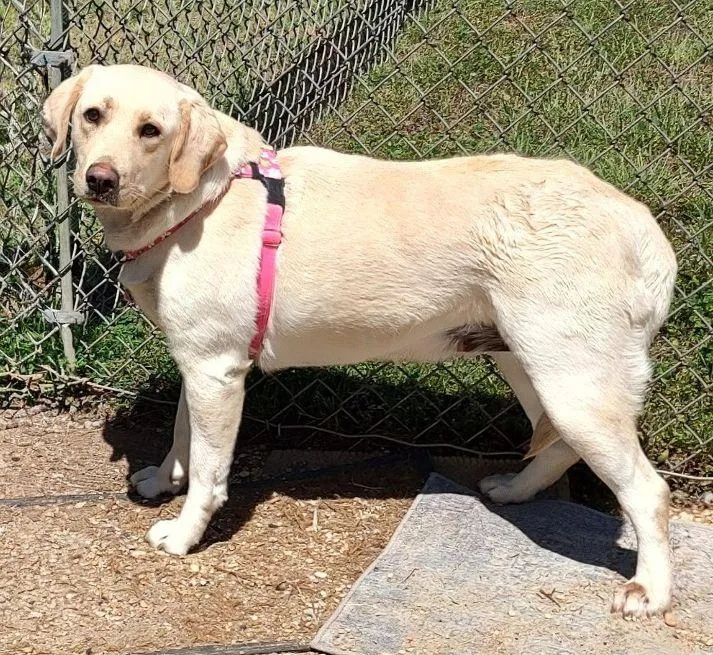 An adult large-sized female Yellow / Tan / Blond / Fawn Yellow Labrador Retriever dog named Osa for adoption in Cape May Court House, NJ