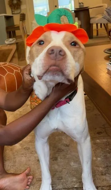 An adult medium-sized male Pit Bull Terrier dog named Diesel for adoption in Denver, CO