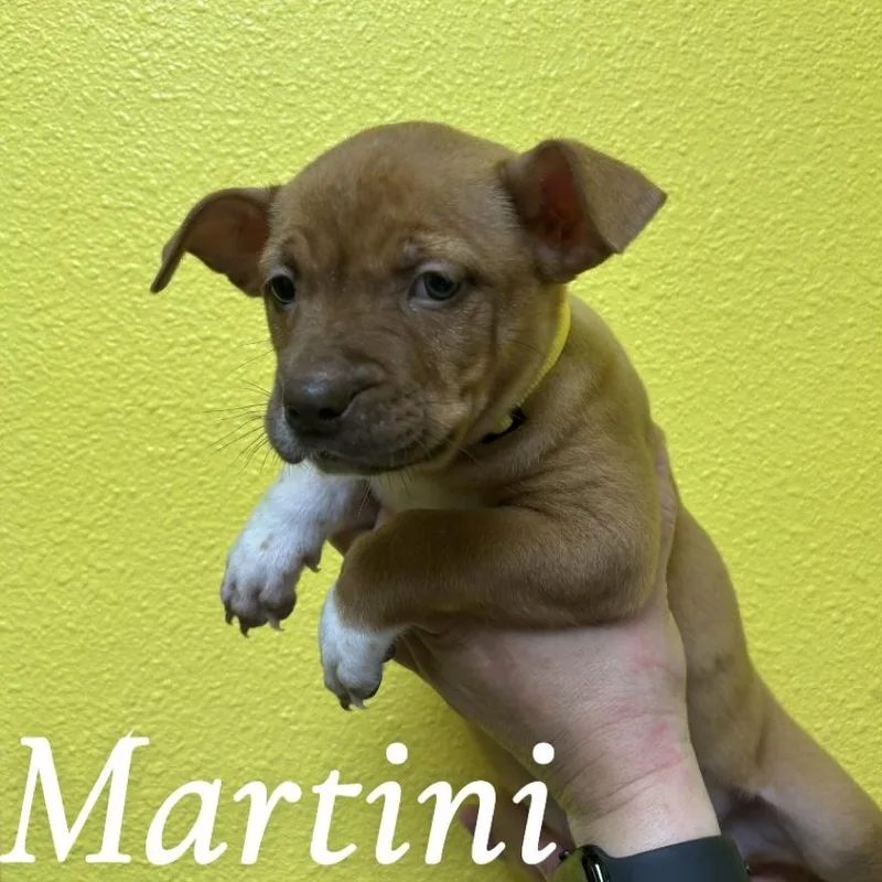 A baby medium-sized female Golden Pit Bull Terrier dog named Martini for adoption in Woodland, CA