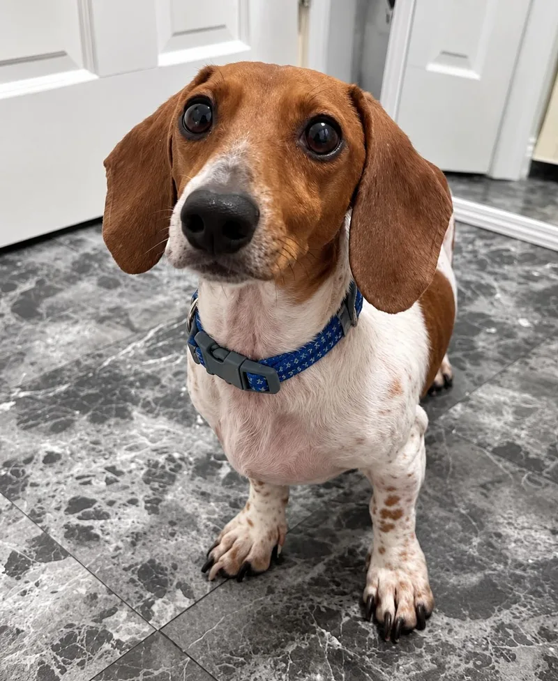 A young small-sized male Brown / Chocolate Dachshund dog named Finn for adoption in Toledo, OH