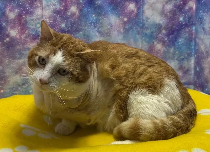 An adult large-sized male Domestic Short Hair cat named Skipper for adoption in Washington Court House, OH
