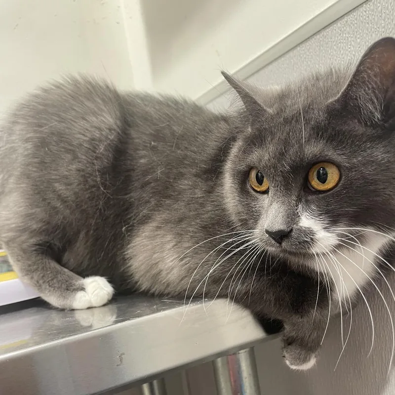 An adult medium-sized female Gray / Blue / Silver Domestic Short Hair cat named Greyla for adoption in Tampa, FL
