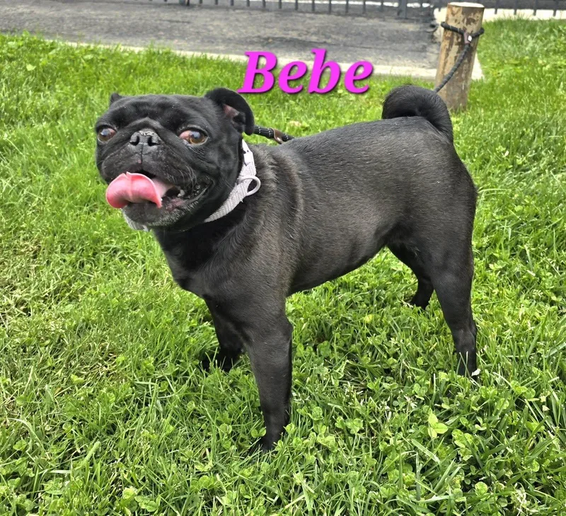 An adult small-sized female Pug dog named Bebe for adoption in Modesto, CA