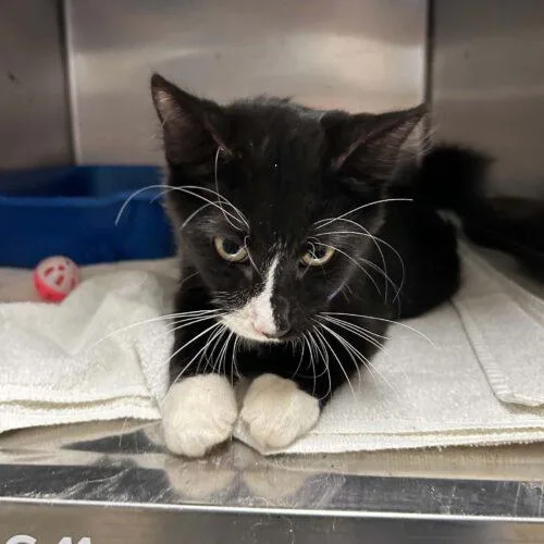 A baby small-sized male Black & White / Tuxedo Domestic Short Hair cat named Domino for adoption in Burlington, IA