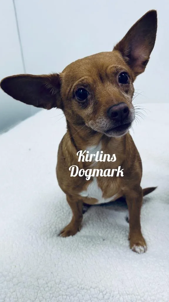 An adult small-sized female Chihuahua dog named Kirlins Dogmark for adoption in Jacksonville, IL
