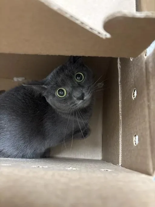 A young medium-sized female Domestic Short Hair cat named Pixel for adoption in Las Vegas, NV