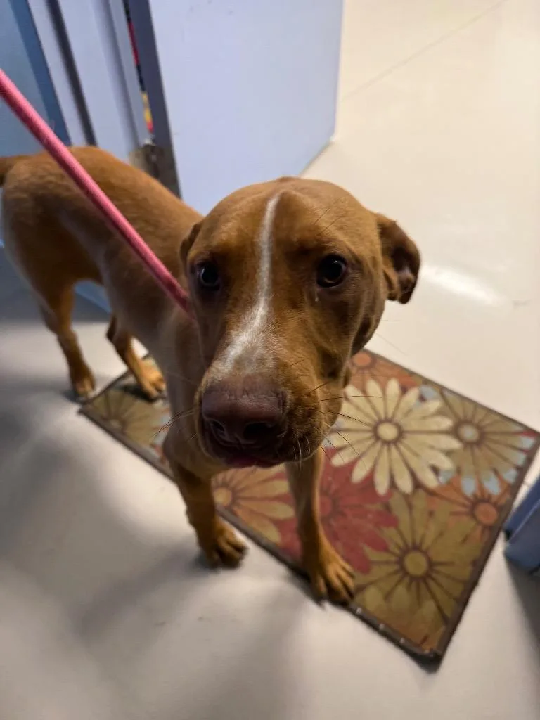 A young medium-sized male Pit Bull Terrier dog named Scooby Doo for adoption in Belton, TX