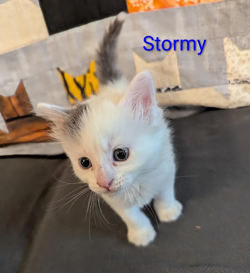 Stormy