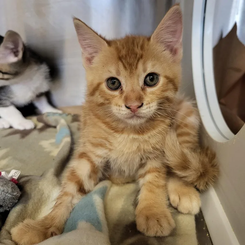 A baby small-sized male Orange / Red Domestic Short Hair cat named Sunny for adoption in Lake Panasoffkee, FL