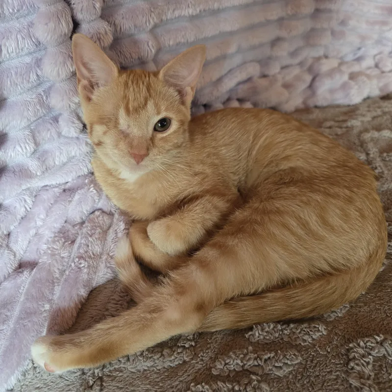 A baby medium-sized female Orange & White American Shorthair cat named Dorito for adoption in Beloit, OH