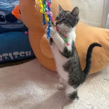 A baby small-sized female Domestic Short Hair cat named Reba for adoption in Janesville, WI