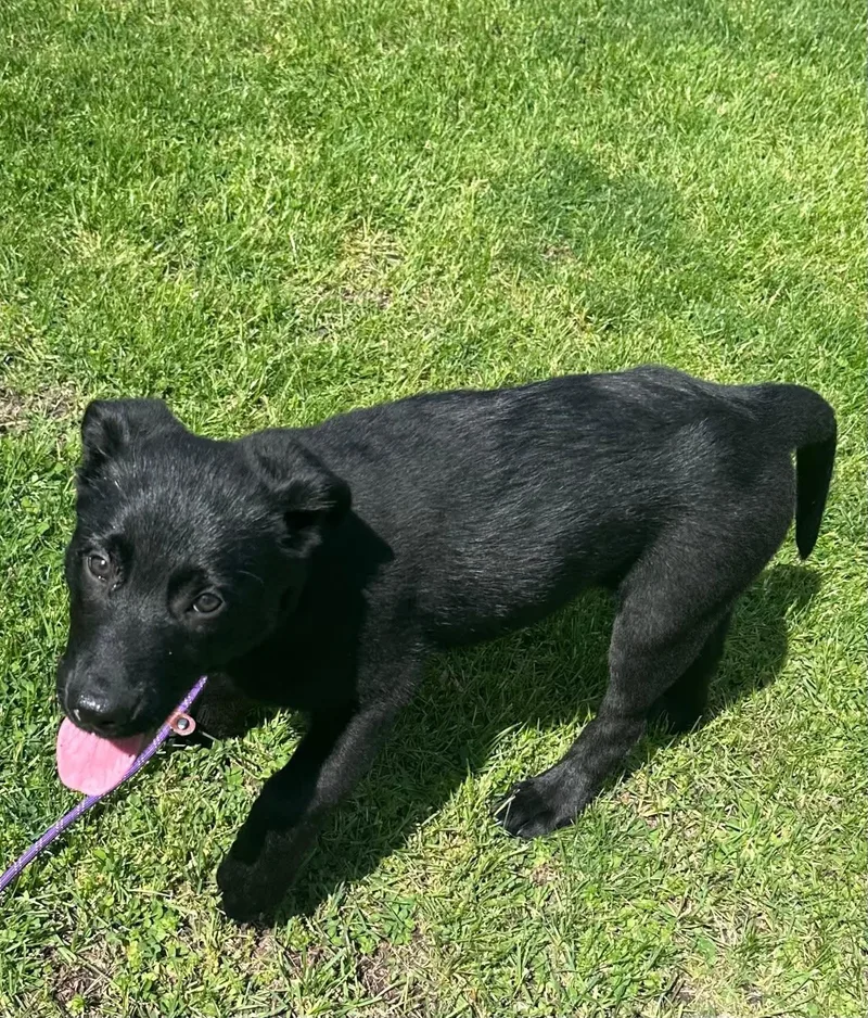 A baby medium-sized female Shepherd dog named Everest for adoption in Marine City, MI
