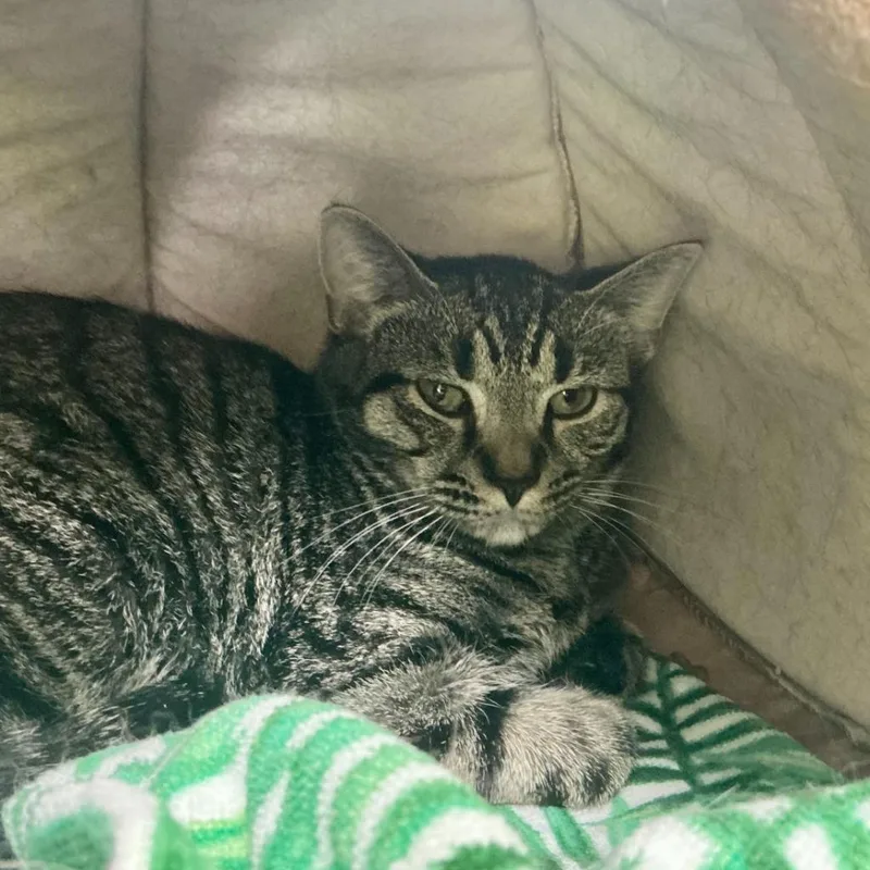A baby small-sized female Domestic Short Hair cat named Sheila for adoption in State College, PA