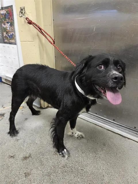An adult medium-sized female Border Collie dog named Eva for adoption in Kent, WA