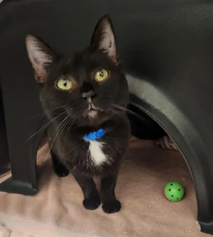 A young medium-sized female Domestic Short Hair cat named Misty for adoption in Fishers, IN