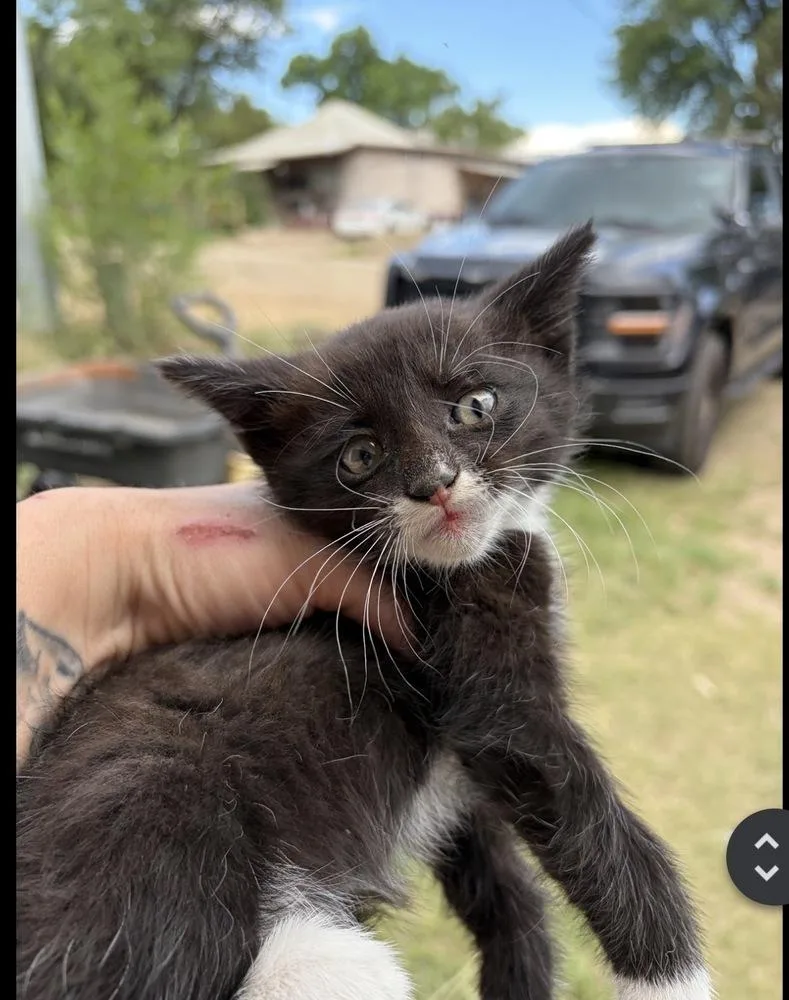 A baby medium-sized male Domestic Short Hair cat named Domino for adoption in Lafayette, CO