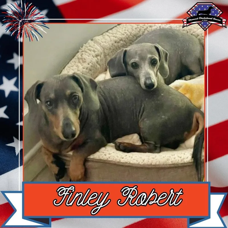 An adult medium-sized male Dachshund dog named Finley Robert+ for adoption in San Antonio, TX