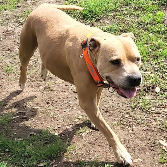 An adult large-sized male American Staffordshire Terrier dog named Zeus for adoption in San Antonio, TX