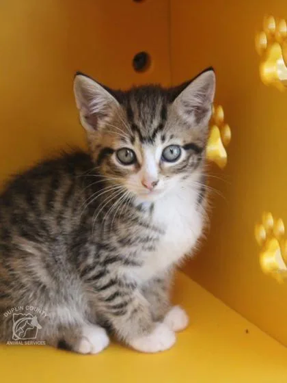 A young small-sized female Domestic Short Hair cat named Adelia for adoption in Kenansville, NC