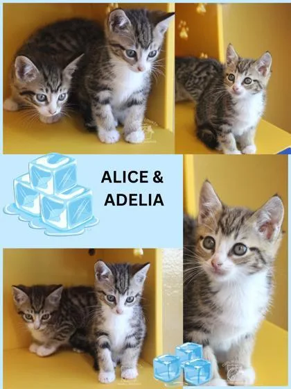 Adelia thumbnail 2