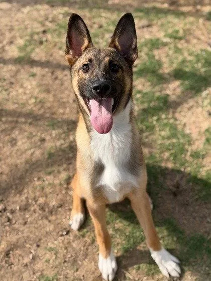 A young large-sized male Shepherd dog named Sheriff for adoption in Bloomfield, CT